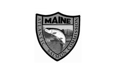 maine salmon